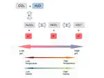 Timescales for the Spray-Mediated Gas Exchange of Carbon Dioxide