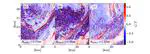 Langmuir circulations transfer kinetic energy from submesoscales and larger scales to dissipative scales